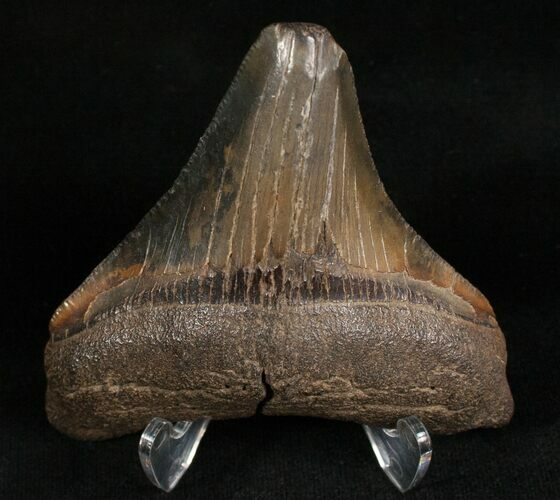 Posterior Megalodon Tooth - South Carolina #7491